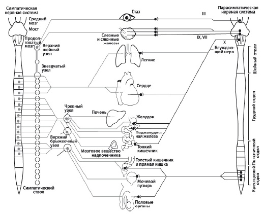 Иллюстрация к книге — Массаж и лечебная физкультура [i_113.jpg]