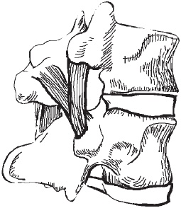 Иллюстрация к книге — Первая скрипка позвоночника. Революционная методика лечения остеохондроза [_07.jpg]