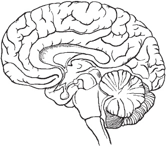 Иллюстрация к книге — Первая скрипка позвоночника. Революционная методика лечения остеохондроза [_09.jpg]
