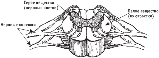 Иллюстрация к книге — Первая скрипка позвоночника. Революционная методика лечения остеохондроза [_11.jpg]