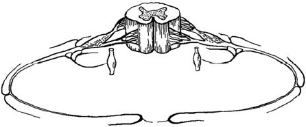 Иллюстрация к книге — Первая скрипка позвоночника. Революционная методика лечения остеохондроза [_12.jpg]