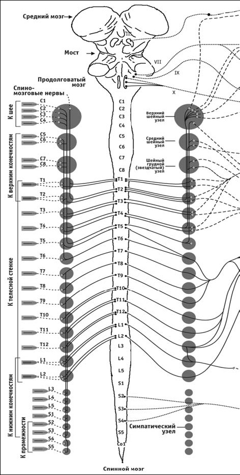 Иллюстрация к книге — Первая скрипка позвоночника. Революционная методика лечения остеохондроза [_15.jpg]
