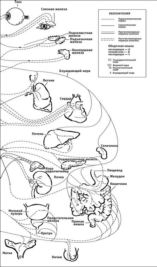 Иллюстрация к книге — Первая скрипка позвоночника. Революционная методика лечения остеохондроза [_16.jpg]