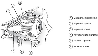 Иллюстрация к книге — Зрение на 100%. Фитнес и диета для глаз [i_002.jpg]