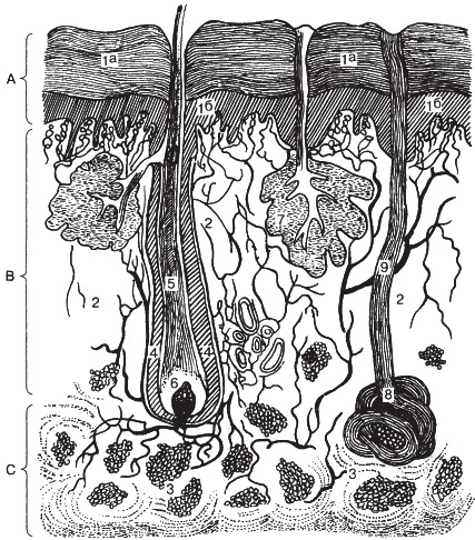 Иллюстрация к книге — Атлас профессионального массажа [i_001.jpg]