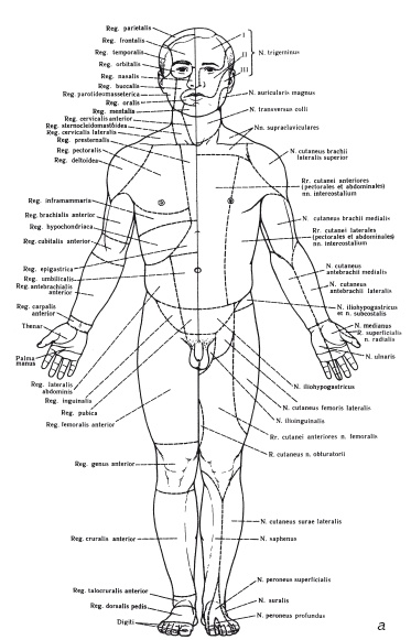 Иллюстрация к книге — Атлас профессионального массажа [i_003.jpg]