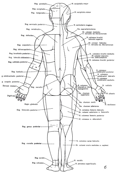 Иллюстрация к книге — Атлас профессионального массажа [i_004.jpg]