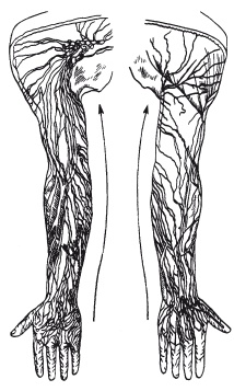 Иллюстрация к книге — Атлас профессионального массажа [i_006.jpg]