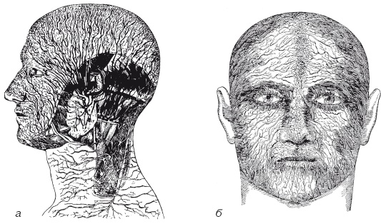 Иллюстрация к книге — Атлас профессионального массажа [i_009.jpg]