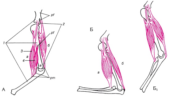 Иллюстрация к книге — Атлас профессионального массажа [i_011.jpg]