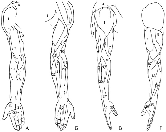 Иллюстрация к книге — Атлас профессионального массажа [i_018.jpg]