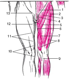 Иллюстрация к книге — Атлас профессионального массажа [i_019.jpg]