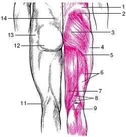 Иллюстрация к книге — Атлас профессионального массажа [i_020.jpg]