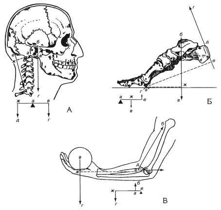 Иллюстрация к книге — Атлас профессионального массажа [i_021.jpg]