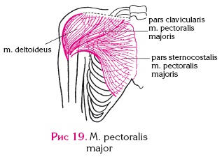 Иллюстрация к книге — Атлас профессионального массажа [i_055.jpg]