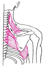 Иллюстрация к книге — Атлас профессионального массажа [i_061.jpg]