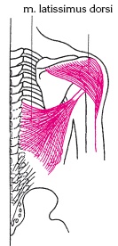Иллюстрация к книге — Атлас профессионального массажа [i_066.jpg]
