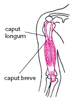 Иллюстрация к книге — Атлас профессионального массажа [i_068.jpg]