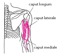 Иллюстрация к книге — Атлас профессионального массажа [i_070.jpg]
