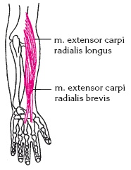 Иллюстрация к книге — Атлас профессионального массажа [i_082.jpg]