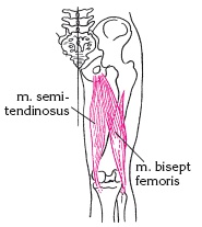 Иллюстрация к книге — Атлас профессионального массажа [i_097.jpg]