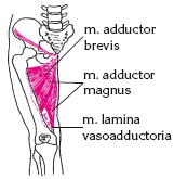 Иллюстрация к книге — Атлас профессионального массажа [i_098.jpg]