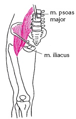 Иллюстрация к книге — Атлас профессионального массажа [i_100.jpg]