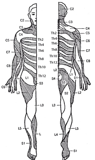 Иллюстрация к книге — Атлас профессионального массажа [i_150.jpg]