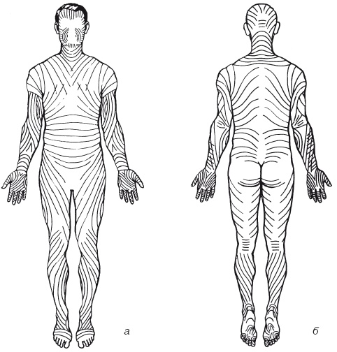 Иллюстрация к книге — Атлас профессионального массажа [i_199.jpg]