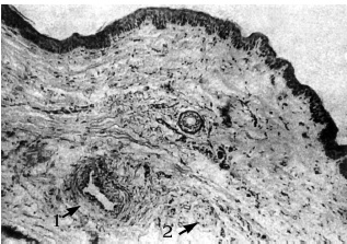 Иллюстрация к книге — Атлас профессионального массажа [i_204.jpg]