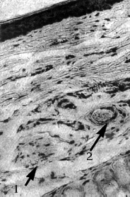 Иллюстрация к книге — Атлас профессионального массажа [i_205.jpg]