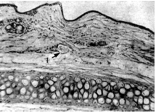 Иллюстрация к книге — Атлас профессионального массажа [i_207.jpg]