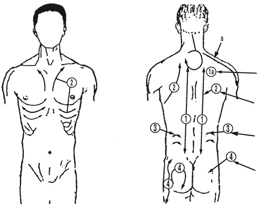 Иллюстрация к книге — Атлас профессионального массажа [i_250.jpg]