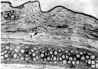 Иллюстрация к книге — Атлас профессионального массажа [i_288.jpg]