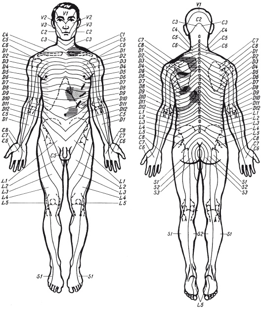 Иллюстрация к книге — Атлас профессионального массажа [i_295.jpg]