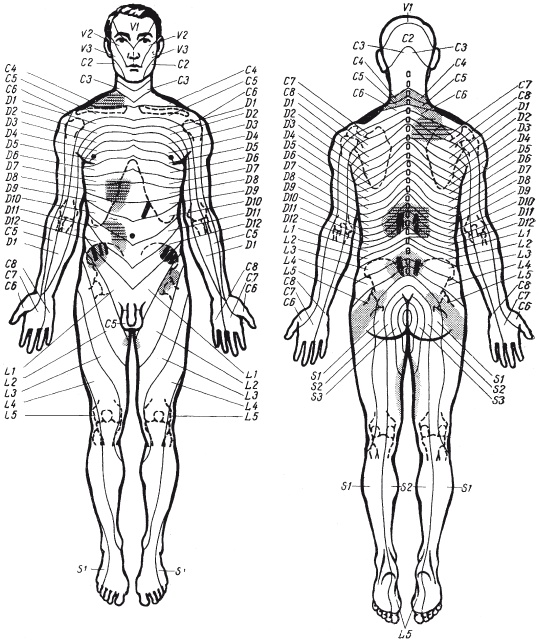 Иллюстрация к книге — Атлас профессионального массажа [i_296.jpg]