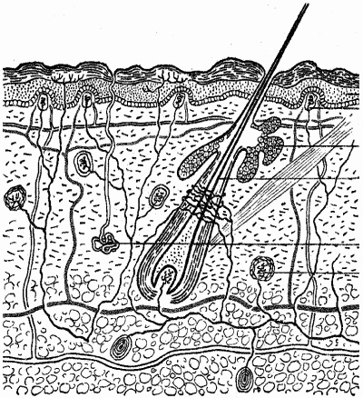 Иллюстрация к книге — Азимут вечной молодости. Программа энергетической коррекции и регенерации живых клеток [i_030.jpg]