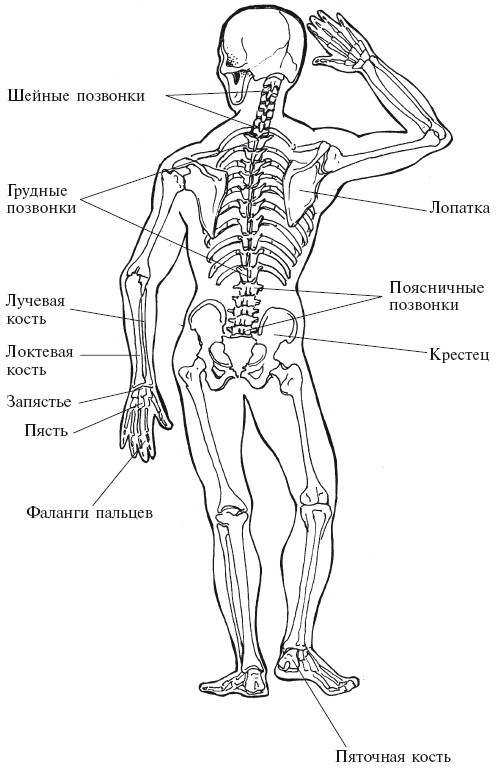 Иллюстрация к книге — Позвоночник - ключ к здоровью [Autogen_eBook_id1.jpg]