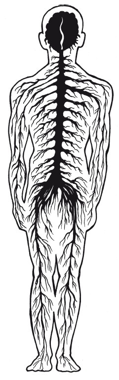 Иллюстрация к книге — Позвоночник - ключ к здоровью [Autogen_eBook_id13.jpg]