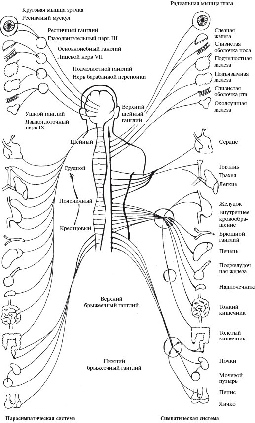 Иллюстрация к книге — Позвоночник - ключ к здоровью [Autogen_eBook_id14.jpg]