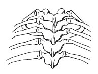 Иллюстрация к книге — Позвоночник - ключ к здоровью [Autogen_eBook_id7.jpg]