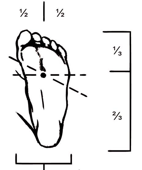 Иллюстрация к книге — Энциклопедия массажа [i_071.jpg]