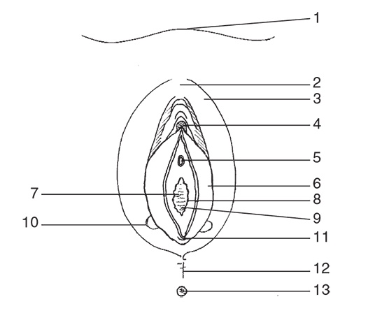 Иллюстрация к книге — Здоровье женщины. Энциклопедия [Autogen_eBook_id0.jpg]