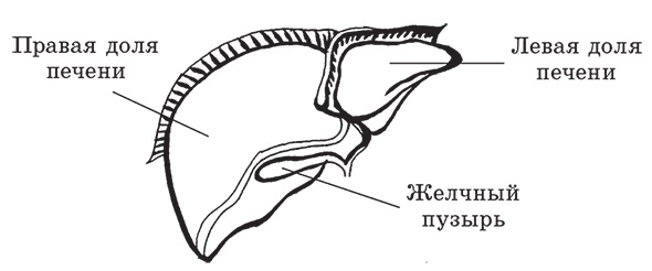 Иллюстрация к книге — Здоровье женщины. Энциклопедия [Autogen_eBook_id13.jpg]