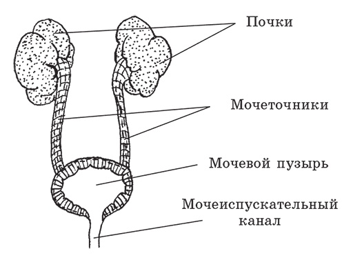 Иллюстрация к книге — Здоровье женщины. Энциклопедия [Autogen_eBook_id14.jpg]