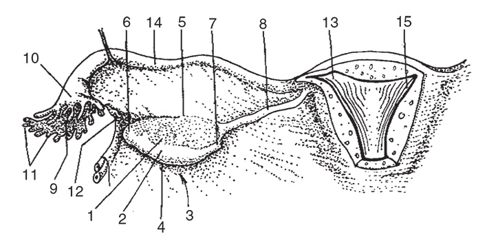 Иллюстрация к книге — Здоровье женщины. Энциклопедия [Autogen_eBook_id2.jpg]