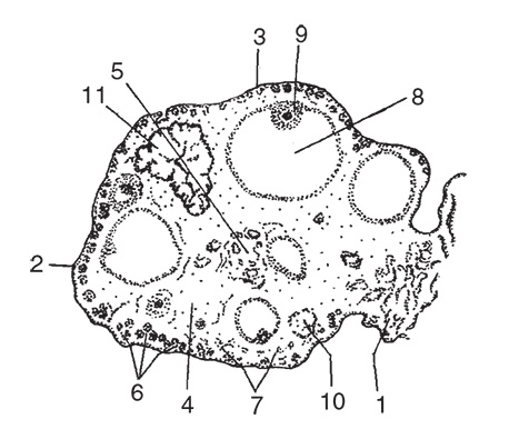 Иллюстрация к книге — Здоровье женщины. Энциклопедия [Autogen_eBook_id3.jpg]