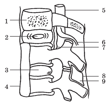 Иллюстрация к книге — Здоровье женщины. Энциклопедия [Autogen_eBook_id9.jpg]