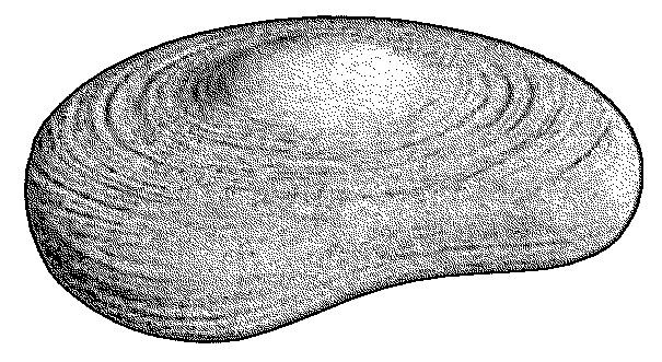 Иллюстрация к книге — Остеохондроз [Autogen_eBook_id0.jpg]