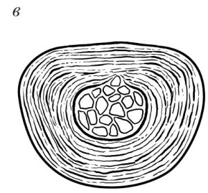 Иллюстрация к книге — Остеохондроз [Autogen_eBook_id20.jpg]